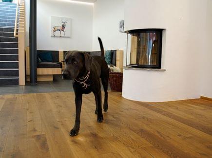 Ein brauner Hund geht über einen Holzboden in einem Hundehotel im Allgäu, im Hintergrund sind eine Treppe und eine Sitzecke zu sehen.