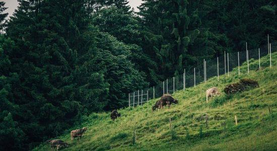 Torghele's Wald + Fluh - Familienhotel im Allgäu