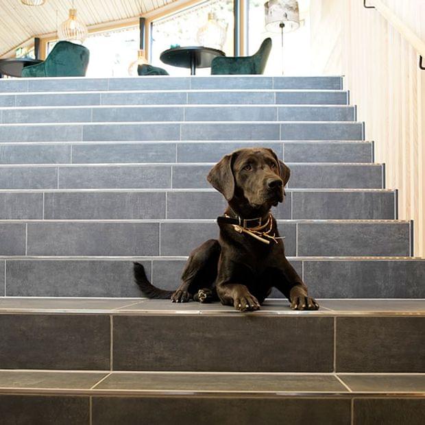 Ein brauner Hund sitzt auf einer Treppe in einem Hundehotel im Allgäu.