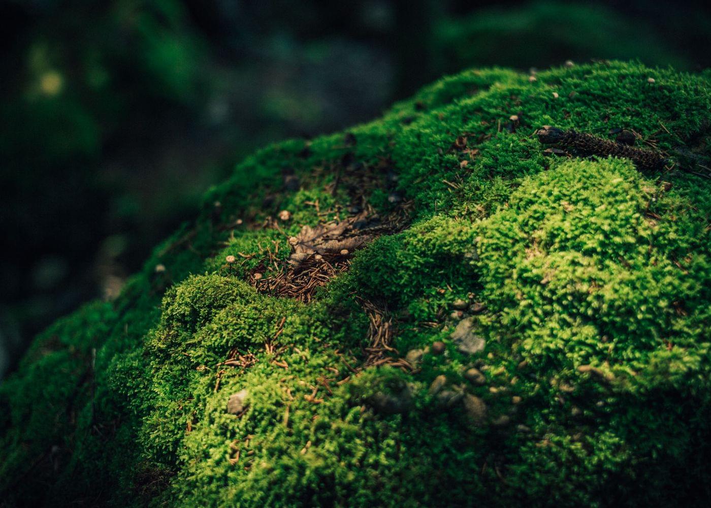 Torghele's Wald + Fluh - Wald Wellness im Hotel im Allgäu
