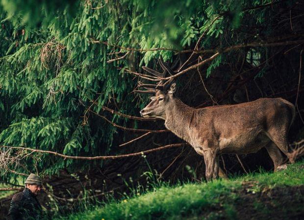 Torghele's Wald + Fluh - Familienhotel im Allgäu mit Wildgehege