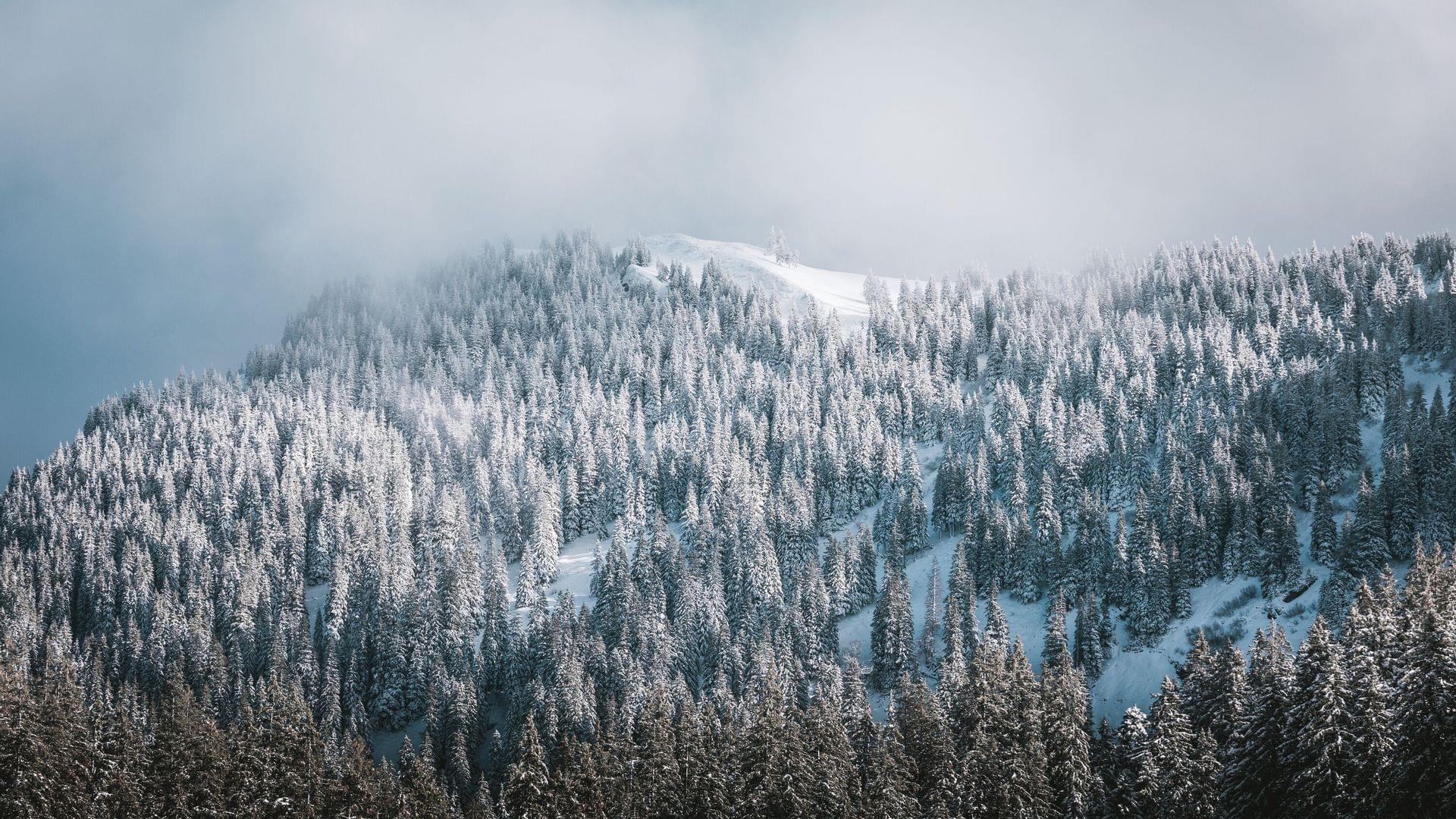 Torghele's Wald + Fluh - Wald im Schnee