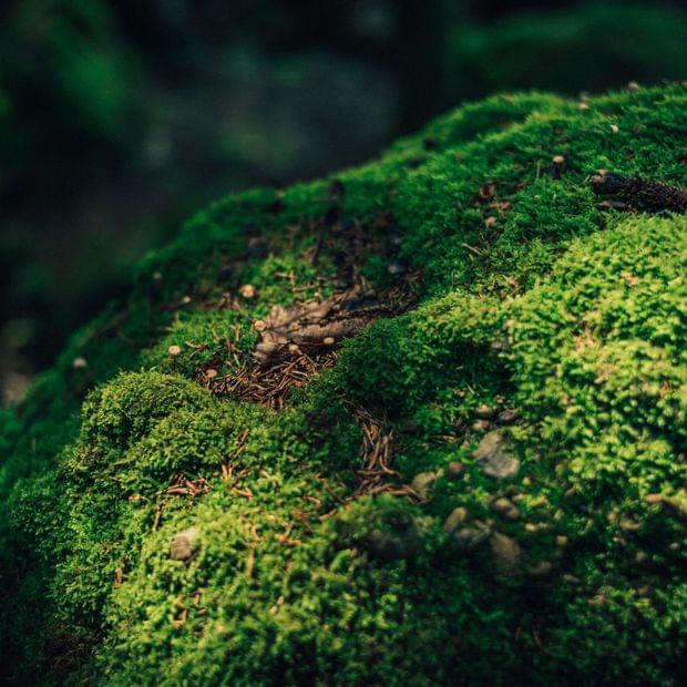 Torghele's Wald + Fluh - Wald Wellness im Hotel im Allgäu