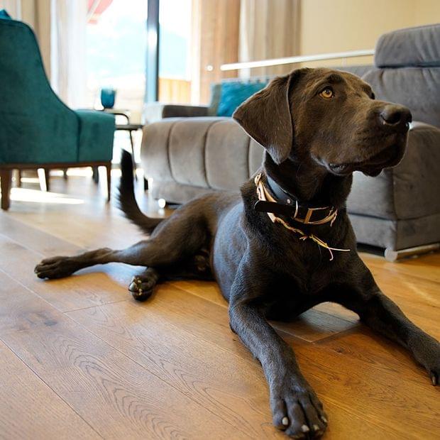 Ein brauner Labrador liegt entspannt auf einem Holzboden in einem Hundehotel im Allgäu, im Hintergrund stehen Sessel und ein Sofa.