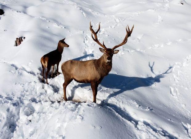 Urlaub im Allgäu – Winter – Oscar und seine Gang – Wildgehege von – Torghele's Wald und Fluh