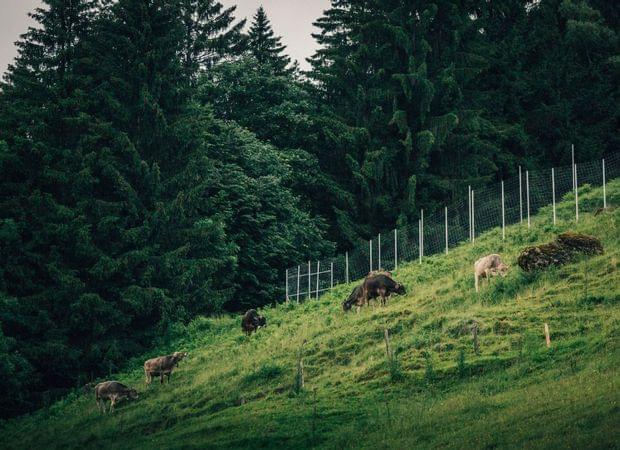 Torghele's Wald + Fluh - Familienhotel im Allgäu 