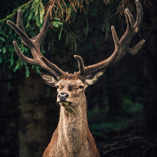 Torghele's Wald + Fluh - Familienhotel im Allgäu mit Wildgehege