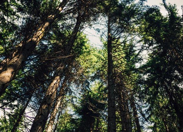 Torghele's Wald + Fluh - Wald Wellness im Hotel im Allgäu