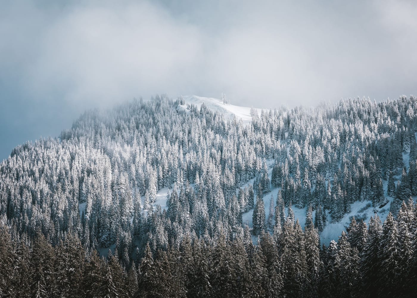 Torghele's Wald + Fluh - Wald im Schnee