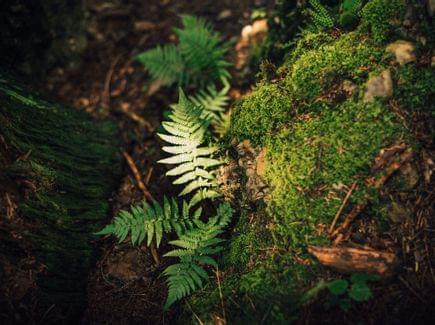 Wald & Fluh