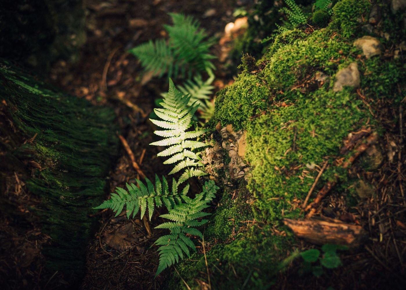 Torghele's Wald + Fluh - Wald Wellness im Hotel im Allgäu