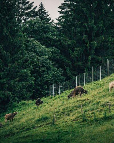 Torgheles-Wald-Fluh-Hotel-im-Allgaeu-Kuhweide.jpg
